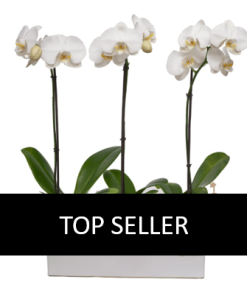 fresh funeral orchid plant