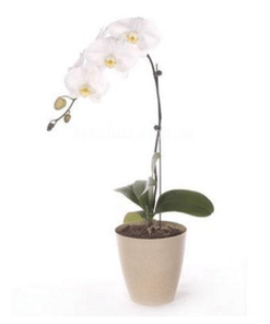 Single stalk orchid funeral plant