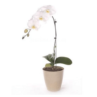 Single stalk orchid funeral plant