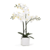 3 white Phalaenopsis orchid funeral plant