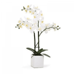 3 white Phalaenopsis orchid funeral plant