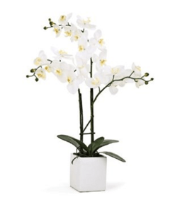 3 white Phalaenopsis orchid funeral plant