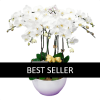 10 stems white orchid funeral plant