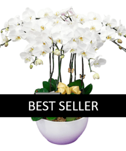 10 stems white orchid funeral plant
