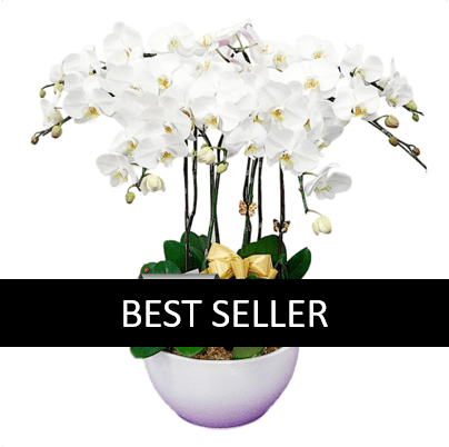 10 stems white orchid funeral plant