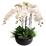 Phalaenopsis orchid funeral plant