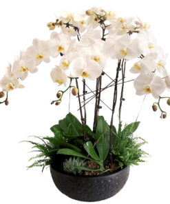 Phalaenopsis orchid funeral plant