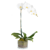 white orchid live plant