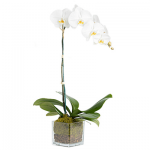 white orchid live plant