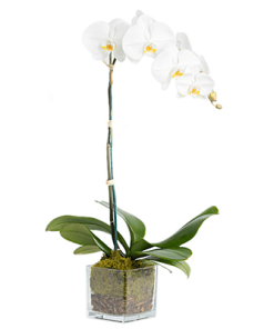 white orchid live plant